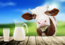 Сводка по надоям молока по Тотемскому району