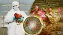Роспотребнадзор отзывает продукцию АО «Птицефабрика «Комсомольская» в связи с выявлением вируса гриппа у птицы